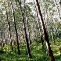 Depdag Rilis Aturan Spesifikasi Karet yang Boleh Diekspor